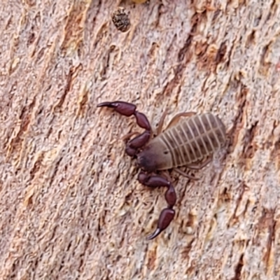 Conicochernes sp. (genus) at Birdwood, SA - 20 Apr 2023 by trevorpreston