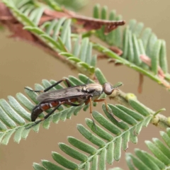 Taenogerella elizabethae at Dryandra St Woodland - 24 Feb 2023 by ConBoekel