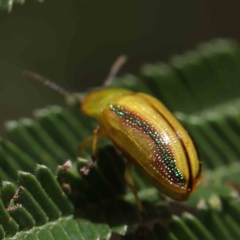 Calomela juncta (Leaf beetle) at O'Connor, ACT - 24 Feb 2023 by ConBoekel