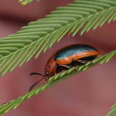 Calomela curtisi (Acacia leaf beetle) at O'Connor, ACT - 24 Feb 2023 by ConBoekel