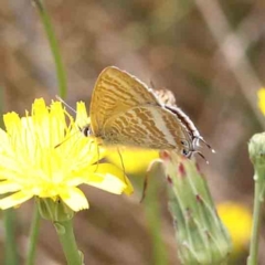 Lampides boeticus (Long-tailed Pea-blue) at Dryandra St Woodland - 24 Feb 2023 by ConBoekel