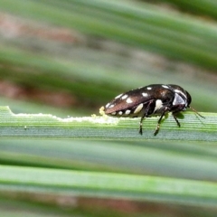 Diphucrania duodecimmaculata (12-spot jewel beetle) at Acton, ACT - 20 Apr 2023 by HelenCross