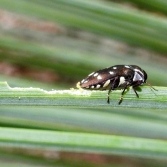 Diphucrania duodecimmaculata (12-spot jewel beetle) at Acton, ACT - 19 Apr 2023 by HelenCross