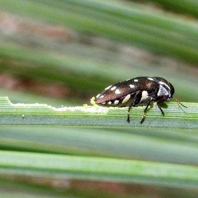 Diphucrania duodecimmaculata (12-spot jewel beetle) at Acton, ACT - 19 Apr 2023 by HelenCross