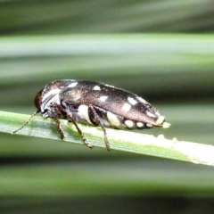 Diphucrania duodecimmaculata at Acton, ACT - 20 Apr 2023 09:27 AM