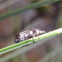 Diphucrania duodecimmaculata at Acton, ACT - 20 Apr 2023