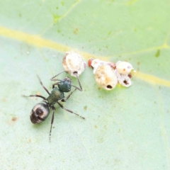 Polyrhachis hookeri (Spiny ant) at Dryandra St Woodland - 24 Feb 2023 by ConBoekel