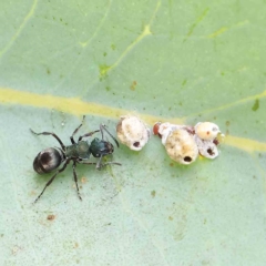 Polyrhachis hookeri at O'Connor, ACT - 24 Feb 2023 12:40 PM