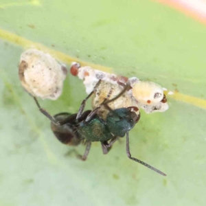 Polyrhachis hookeri at O'Connor, ACT - 24 Feb 2023