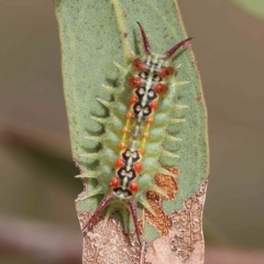 Doratifera quadriguttata (Four-spotted Cup Moth) at Dryandra St Woodland - 24 Feb 2023 by ConBoekel