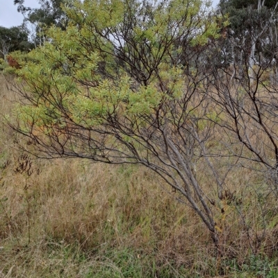 Acacia rubida (Red-stemmed Wattle, Red-leaved Wattle) at Kambah, ACT - 20 Apr 2023 by LPadg