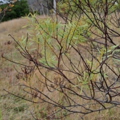 Acacia rubida at Kambah, ACT - 20 Apr 2023