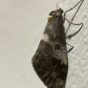 Anestia (genus) at Braddon, ACT - 20 Apr 2023