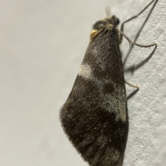 Anestia (genus) (A tiger moth) at Braddon, ACT - 20 Apr 2023 by Hejor1