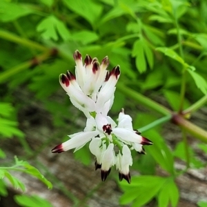 Fumaria capreolata (White Fumitory) at Birdwood, SA by trevorpreston
