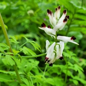 Fumaria capreolata at Birdwood, SA - 20 Apr 2023