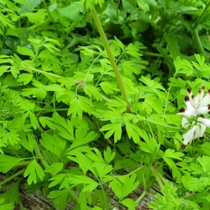 Fumaria capreolata at Birdwood, SA - 20 Apr 2023