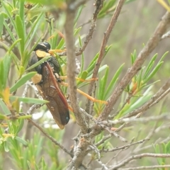 Perga sp. (genus) (Sawfly or Spitfire) at QPRC LGA - 29 Jan 2023 by Peterd