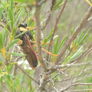 Perga sp. (genus) at QPRC LGA - 29 Jan 2023 08:30 AM