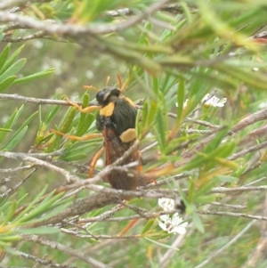 Perga sp. (genus) at QPRC LGA - 29 Jan 2023 08:30 AM