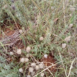 Lavandula stoechas at Red Hill, ACT - 20 Apr 2023