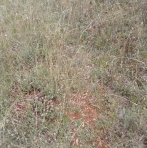 Lavandula stoechas at Red Hill, ACT - 20 Apr 2023