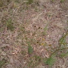 Bidens pilosa (Cobbler's Pegs, Farmer's Friend) at Red Hill Nature Reserve - 20 Apr 2023 by MichaelMulvaney