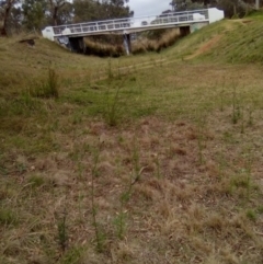 Bidens pilosa at Red Hill, ACT - 20 Apr 2023