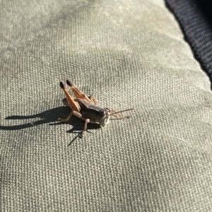 Phaulacridium vittatum at Paddys River, ACT - 19 Apr 2023