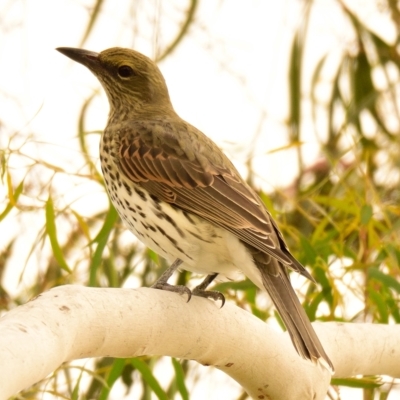 Oriolus sagittatus (Olive-backed Oriole) at West Belconnen Pond - 20 Apr 2023 by Thurstan