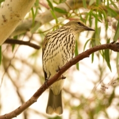 Oriolus sagittatus at Dunlop, ACT - 20 Apr 2023 01:26 PM