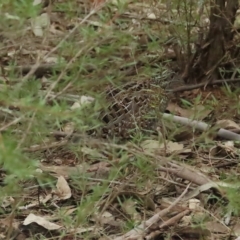 Turnix varius (Painted Buttonquail) at Stromlo, ACT - 20 Apr 2023 by TomW