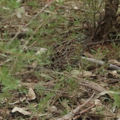 Turnix varius (Painted Buttonquail) at Bluetts Block Area - 20 Apr 2023 by BenW