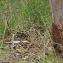 Turnix varius at Stromlo, ACT - 20 Apr 2023