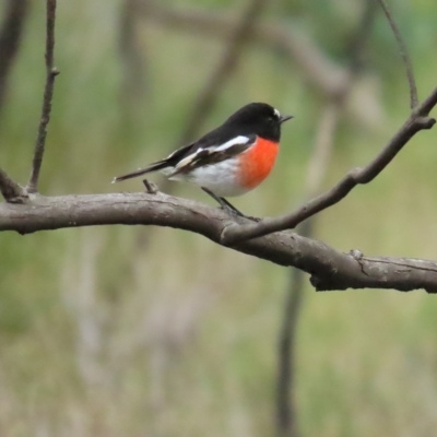 Petroica boodang (Scarlet Robin) at Block 402 - 20 Apr 2023 by BenW