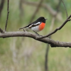 Petroica boodang (Scarlet Robin) at Stromlo, ACT - 20 Apr 2023 by TomW