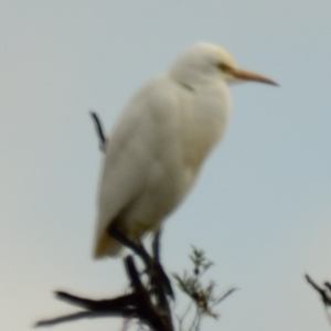 Bubulcus coromandus at Dunlop, ACT - 20 Apr 2023