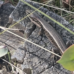Eulamprus tympanum (Southern Water Skink) at Tennent, ACT - 19 Apr 2023 by JaneR