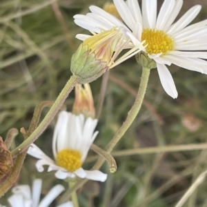 Brachyscome aculeata at Tennent, ACT - 19 Apr 2023 12:26 PM