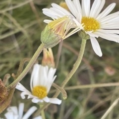 Brachyscome aculeata (Hill Daisy) at Tennent, ACT - 19 Apr 2023 by JaneR