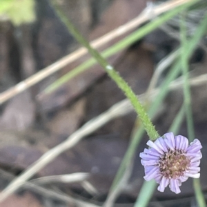 Lagenophora stipitata at Cotter River, ACT - 19 Apr 2023