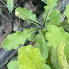 Lagenophora stipitata at Cotter River, ACT - 19 Apr 2023