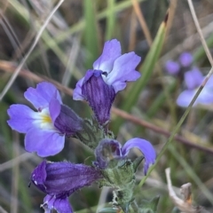 Euphrasia caudata (Tailed Eyebright) at Namadgi National Park - 19 Apr 2023 by JaneR