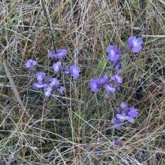 Euphrasia caudata at Tennent, ACT - 19 Apr 2023