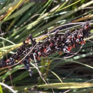 Gahnia subaequiglumis at Paddys River, ACT - 19 Apr 2023 10:17 AM