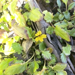 Goodenia hederacea subsp. alpestris at Tennent, ACT - 19 Apr 2023