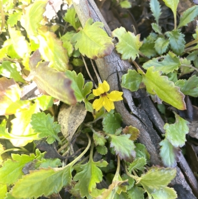 Goodenia hederacea subsp. alpestris at Namadgi National Park - 19 Apr 2023 by JaneR