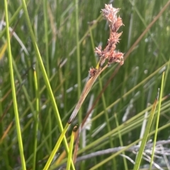 Lepidosperma laterale (Variable Sword Sedge) at Paddys River, ACT - 19 Apr 2023 by JaneR