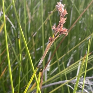 Lepidosperma laterale at Paddys River, ACT - 19 Apr 2023 03:23 PM