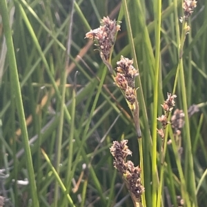 Lepidosperma laterale at Paddys River, ACT - 19 Apr 2023